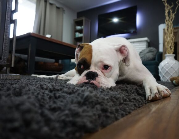 Cómo viajar por Cantabria sin dejar a tu mascota en casa