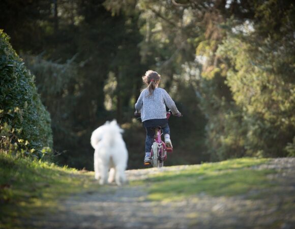Viajar con Perro: Consejos para una Aventura Inolvidable y Segura