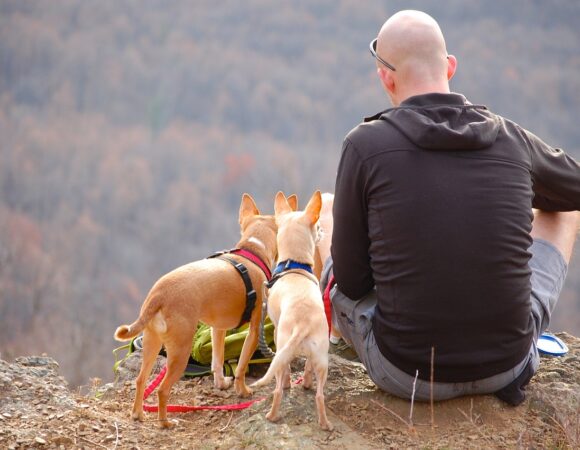 Viajar con tus Mascotas: Consejos y Consideraciones Importantes