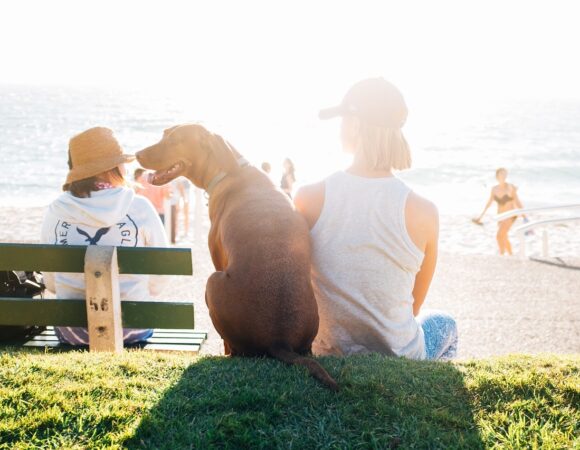 Consejos para Disfrutar de Aventuras Inolvidables con mi mascota