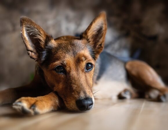 Cómo Hacer que Tu Aventura sea Segura y Divertida para tu mascota