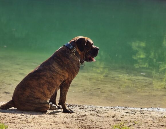 Alojamientos que Admiten Mascotas: Un Viaje para Toda la Familia