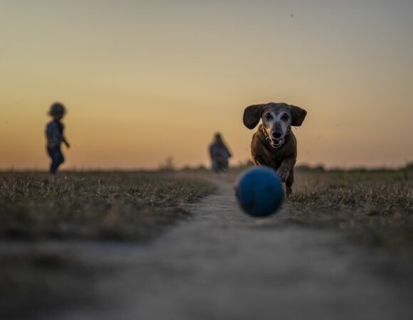 Inscripción de Alojamientos que Admiten Mascotas en Viaje con Mascota